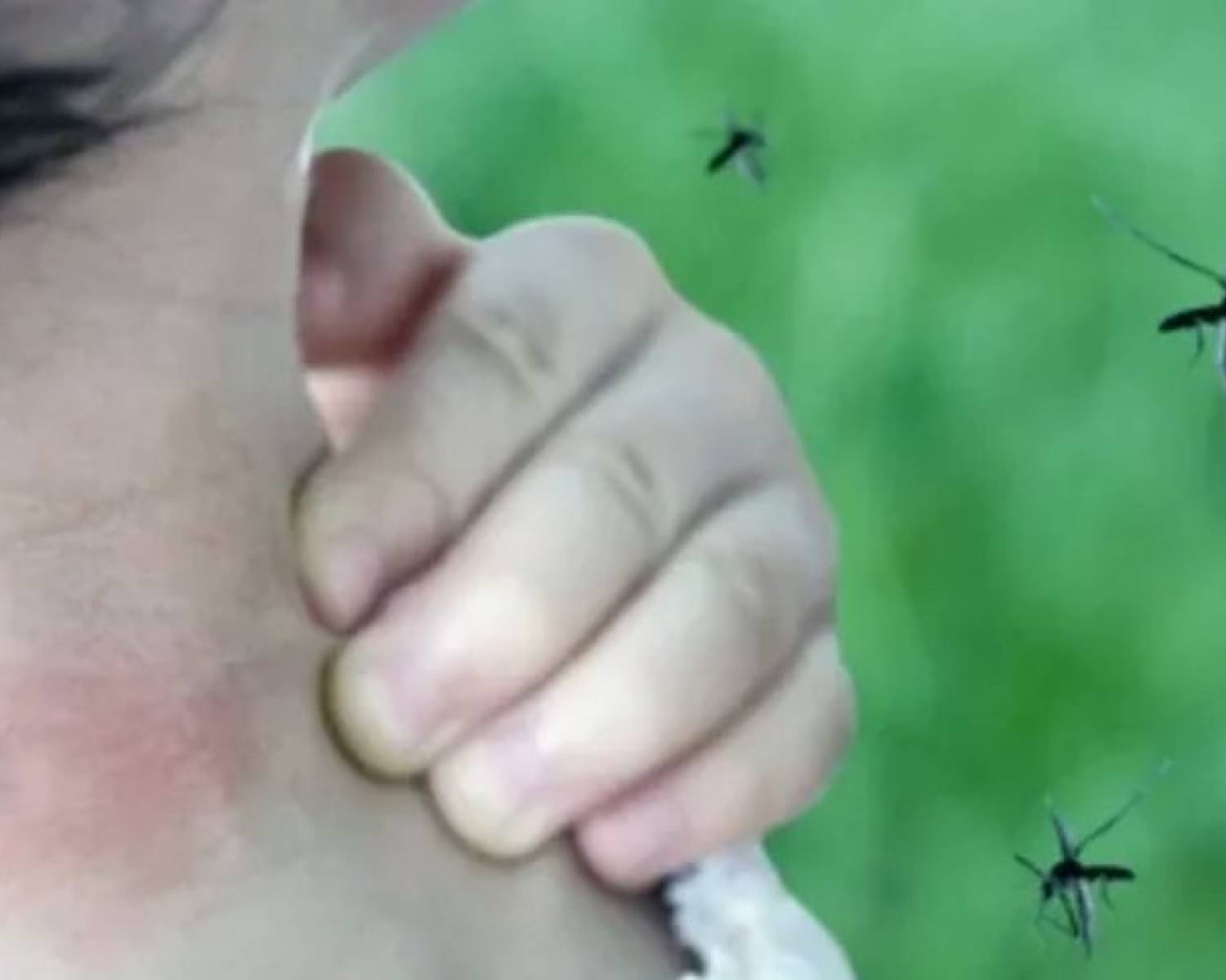 El impactante descubrimiento del Conicet sobre el mosquito que transmite dengue