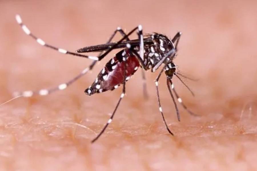 Brote de dengue en Argentina: ya son más de 180.000 casos