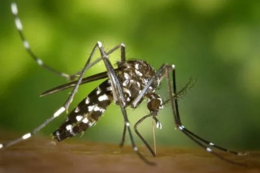 Preocupación por la mutación del mosquito que transmite el dengue: sigue el peligro