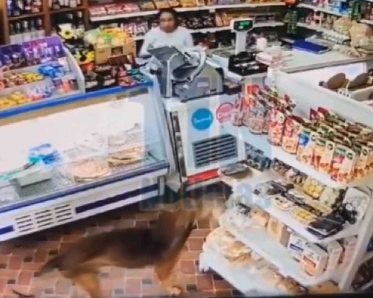 Un perro se robó una pasta frola de un almacén delante de la empleada
