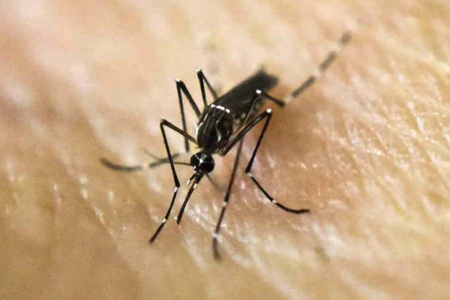 Ya son cinco los muertos por dengue y crece la preocupación en el país