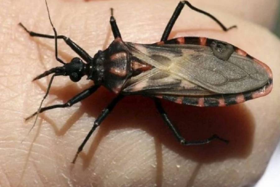 Desarrollan una vacuna para prevenir la enfermedad de Chagas que será nasal