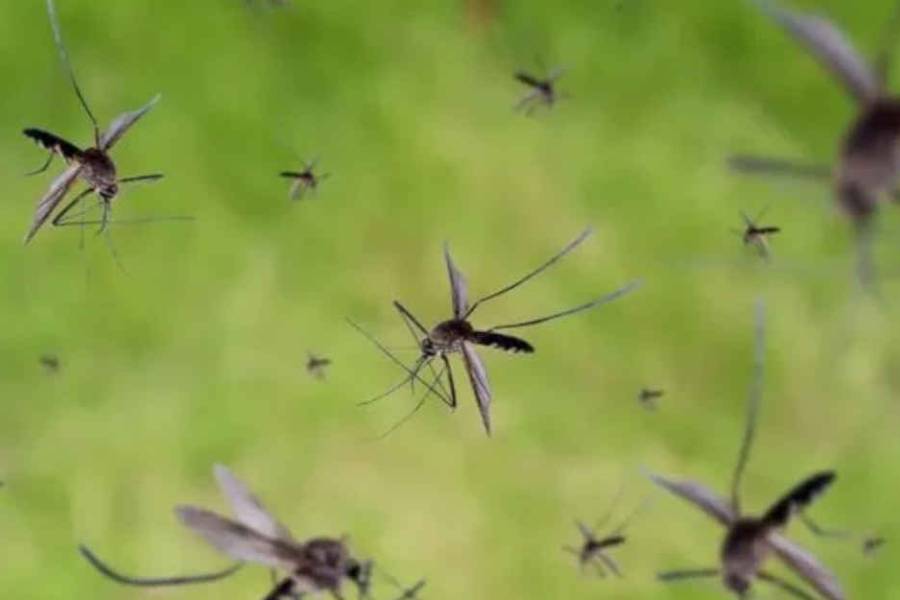 Invasión de mosquitos en Buenos Aires luego de las lluvias: cómo hacer para eliminarlos