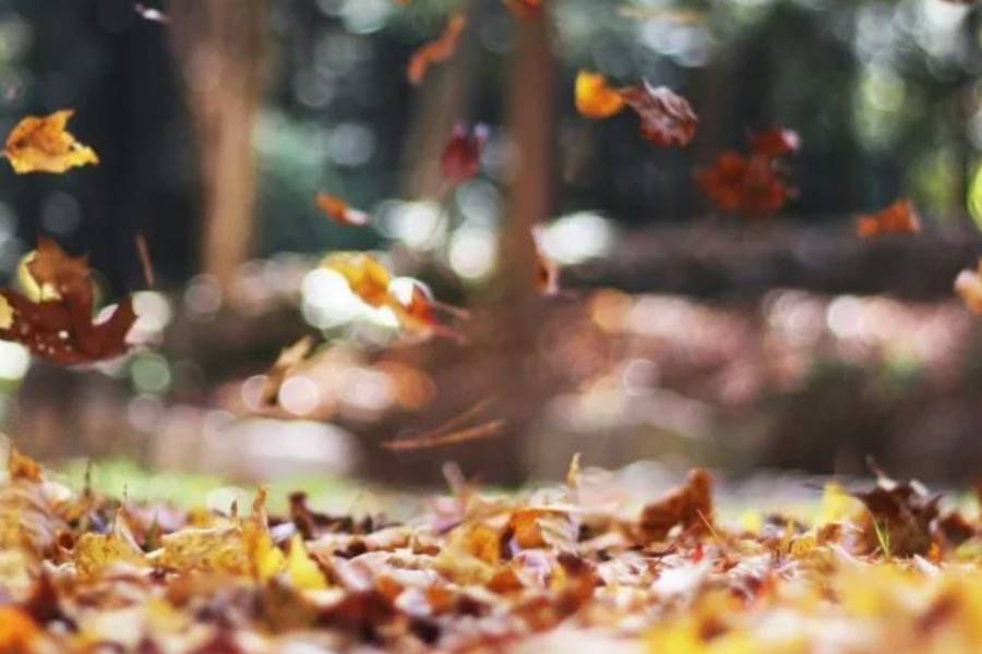 Arrancó el otoño: a qué hora fue el equinoccio en Argentina