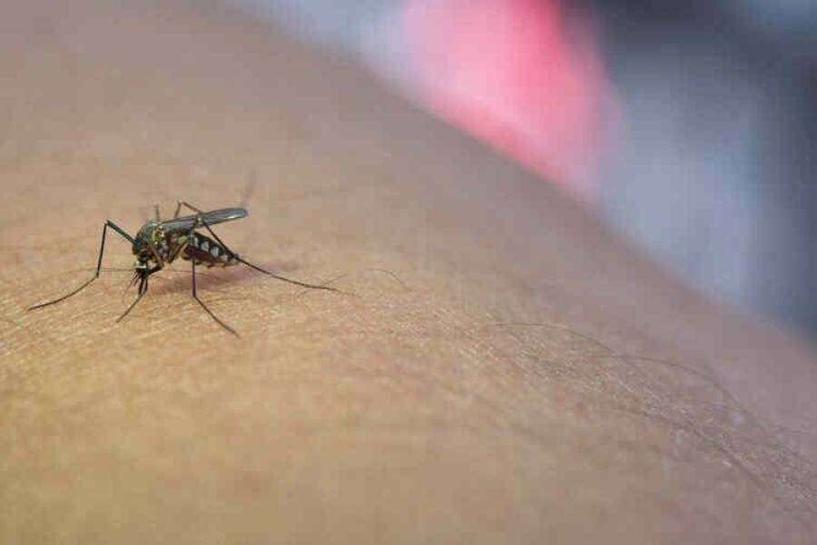 Se registraron 13 nuevos casos de dengue en la provincia
