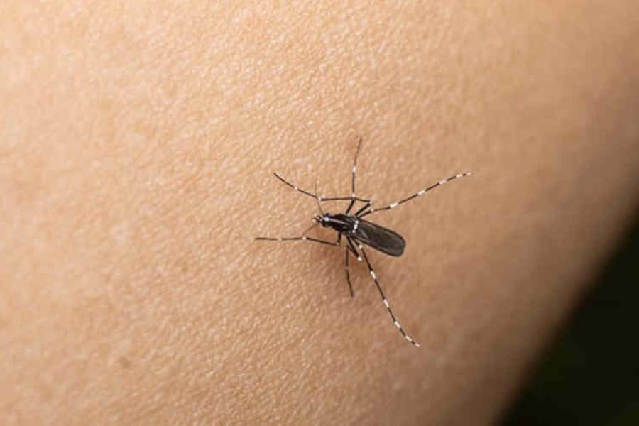 Continúan los operativos de prevención de dengue 