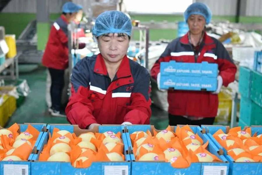 China anunció que comenzó a exportar peras a la Argentina