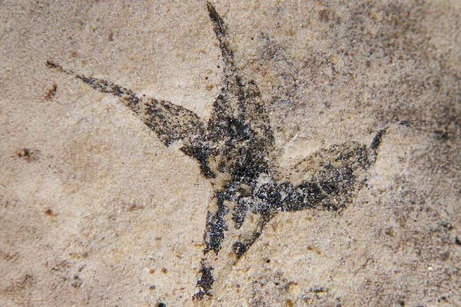 Hallan en San Luis la flor más antigua de Argentina: “Pequeña estrella del sur”