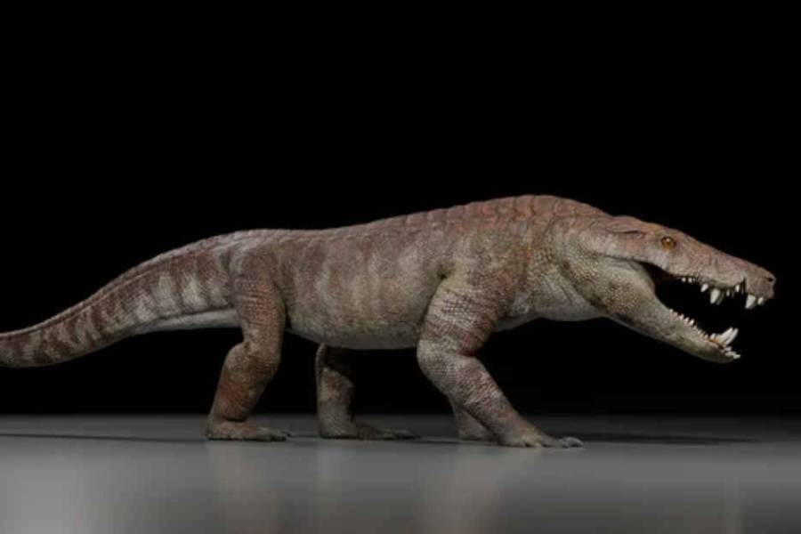 Descubren un nuevo cocodrilo en la Patagonia que convivió con los últimos dinosaurios