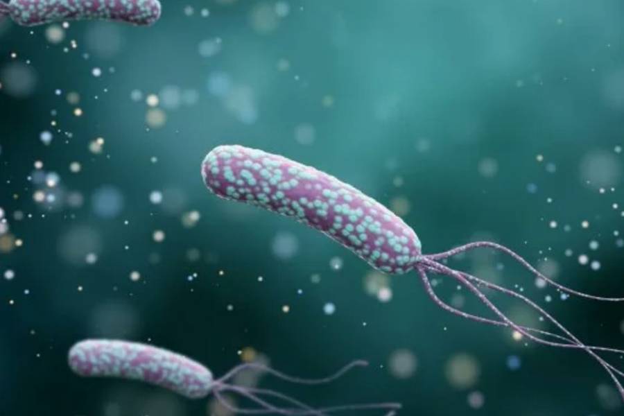 Alertan por los riesgos del Helicobacter pylori, una bacteria 