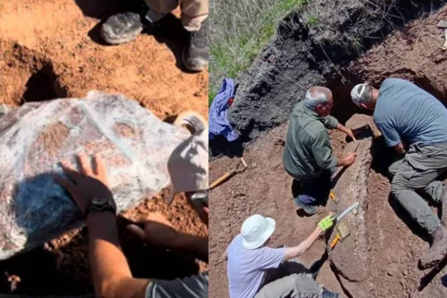 Increíble hallazgo paleontológico en Entre Ríos: encontraron restos fósiles de gliptodonte