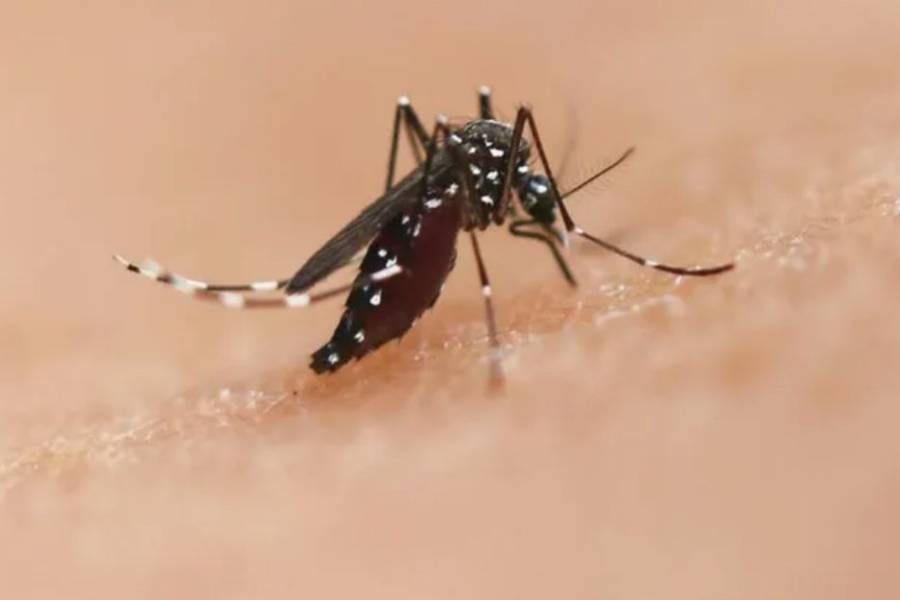 Dengue: revelan el método poco convencional para mantener alejados a los mosquitos