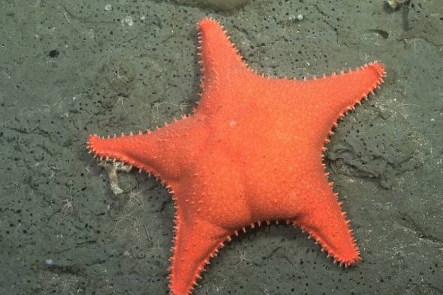 Se viene una nueva expedición que explorará cañones submarinos de Chubut y Río Negro: cuándo empieza
