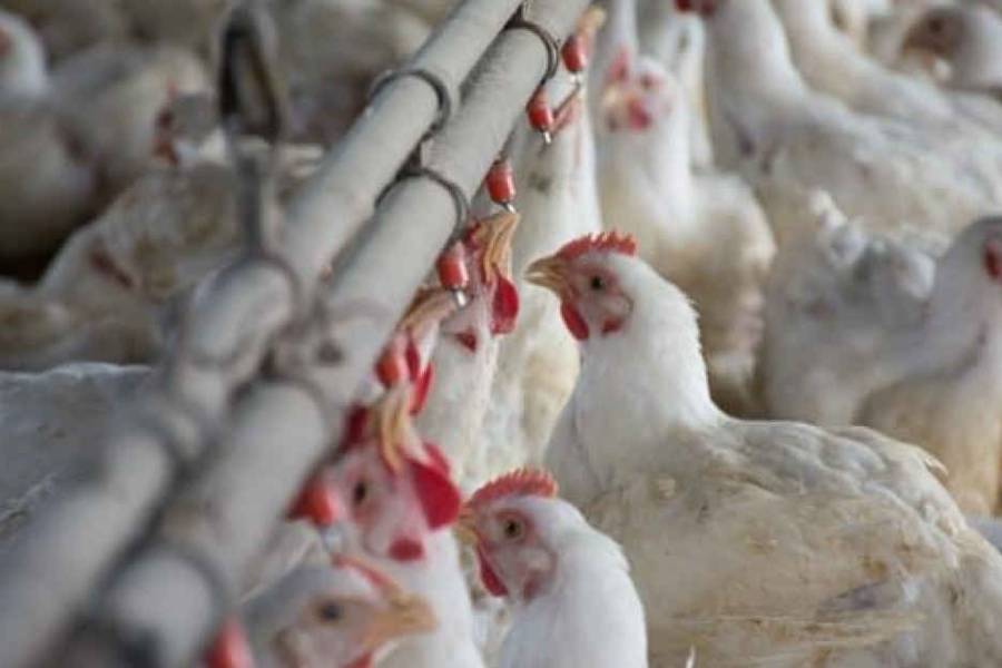 Argentina reactiva exportaciones aviares tras cerrar el brote de influenza y recuperar el estatus sanitario