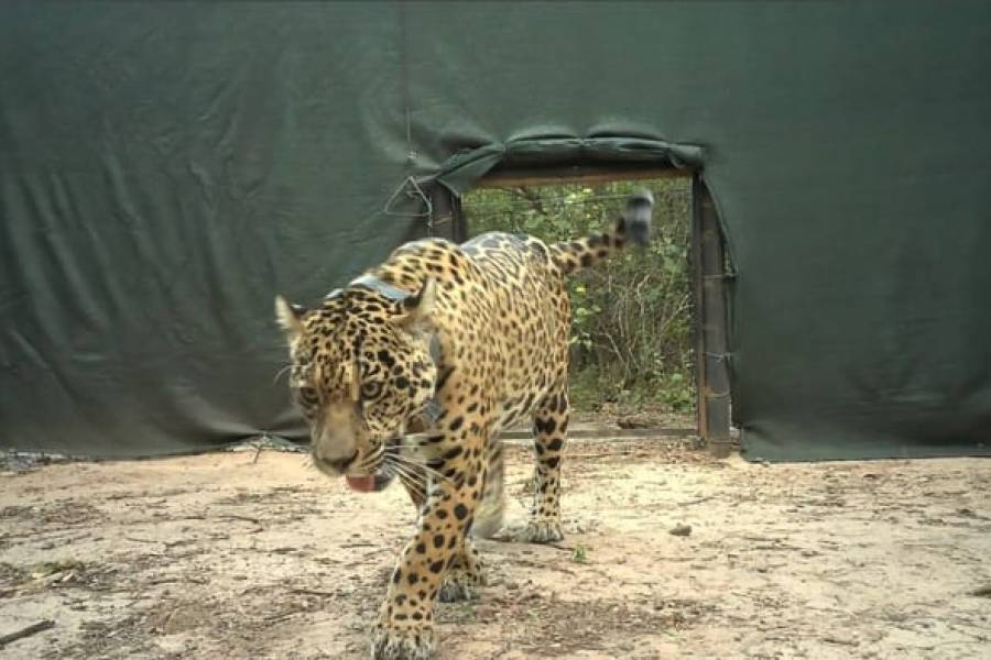Liberaron a una nueva yaguareté silvestre en El Impenetrable y refuerzan la recuperación del Chaco argentino