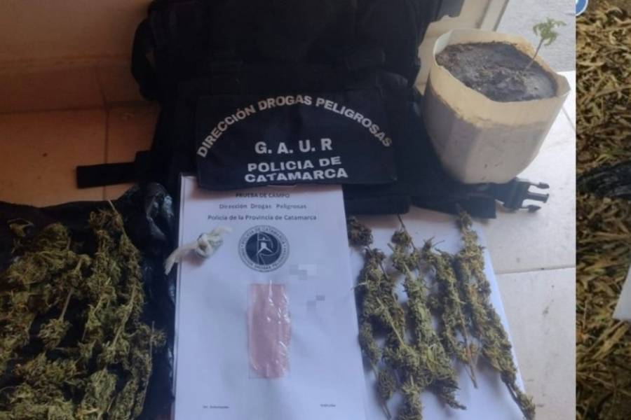 Detienen a un joven, secuestran marihuana y un plantín de cannabis