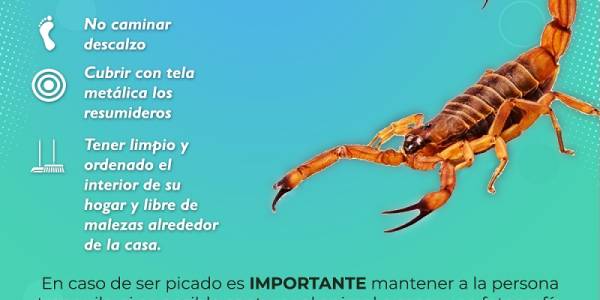 Medidas de prevención para evitar picaduras de animales ponzoñosos