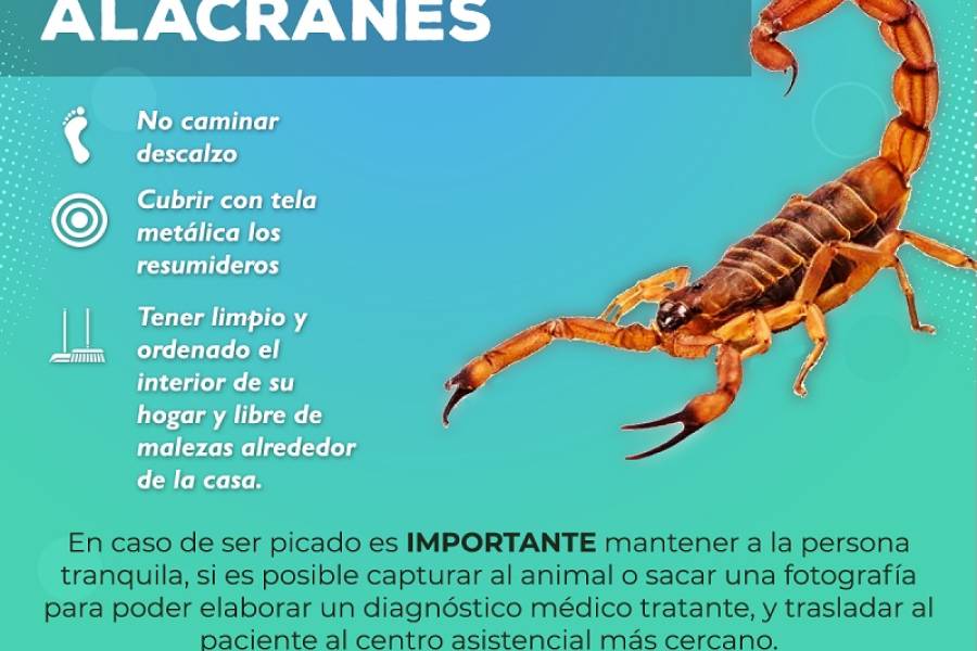 Medidas de prevención para evitar picaduras de animales ponzoñosos