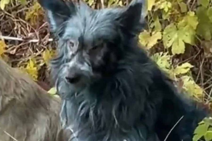 Misterio y desconcierto: hallaron perros con pelaje azul en la zona de exclusión de Chernobyl
