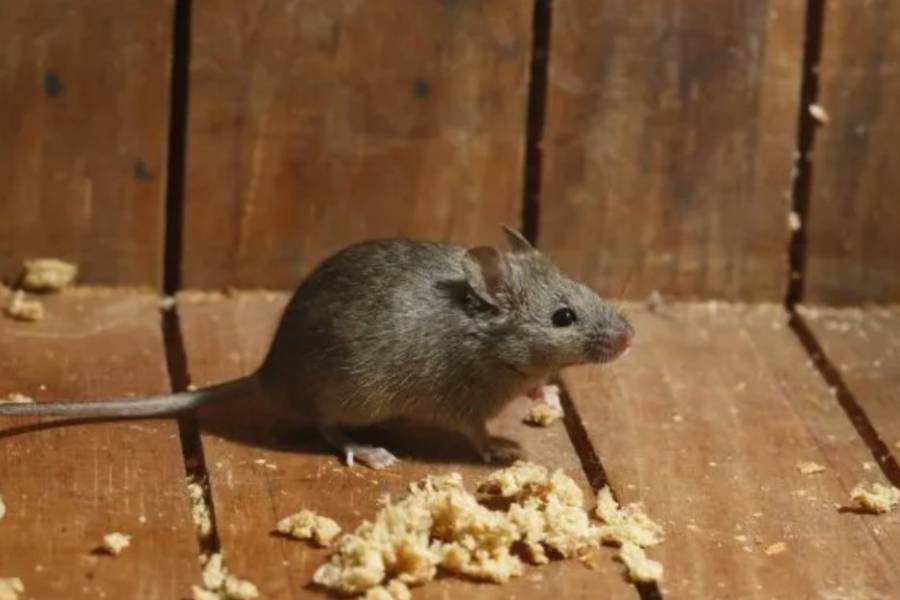 Confirmaron una muerte por hantavirus en Bariloche y activaron el protocolo sanitario