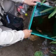 Dengue: Operativos de prevención contra el mosquito