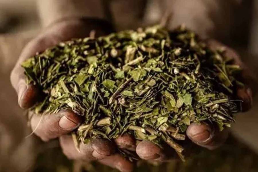 El Gobierno liberó el precio de la yerba mate y desregula la actividad