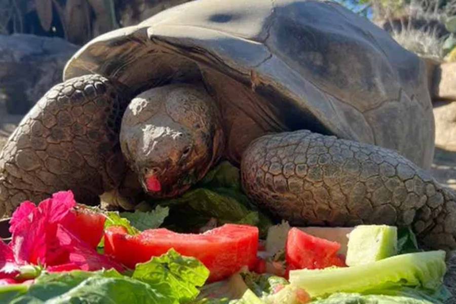 Murió Gramma, la tortuga de Galápagos que vivió 141 años
