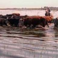 Declaran emergencia agropecuaria por inundaciones en ocho partidos bonaerenses