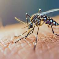 Dengue: las recomendaciones del Ministerio de Salud para prevenir el contagio