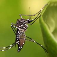 Reafirman la seguridad y eficacia de la vacuna contra el dengue