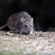 Alarma en Salta: 12 casos de hantavirus y cinco fallecidos