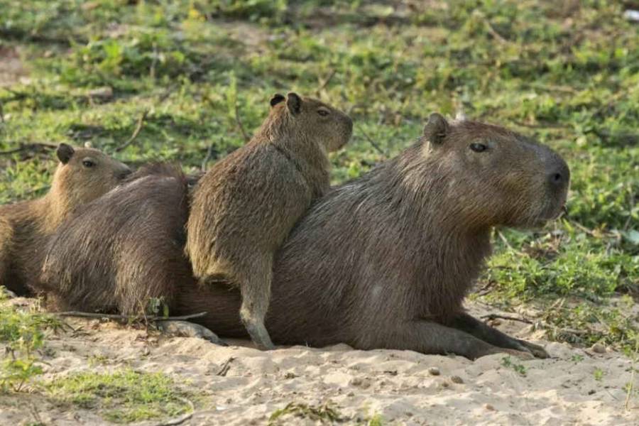 Denuncias por desalojos de carpinchos en Nordelta: “Se los llevaron sin avisar”