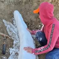 Descubren en la costa bonaerense un colmillo fósil de más de 100 mil años 