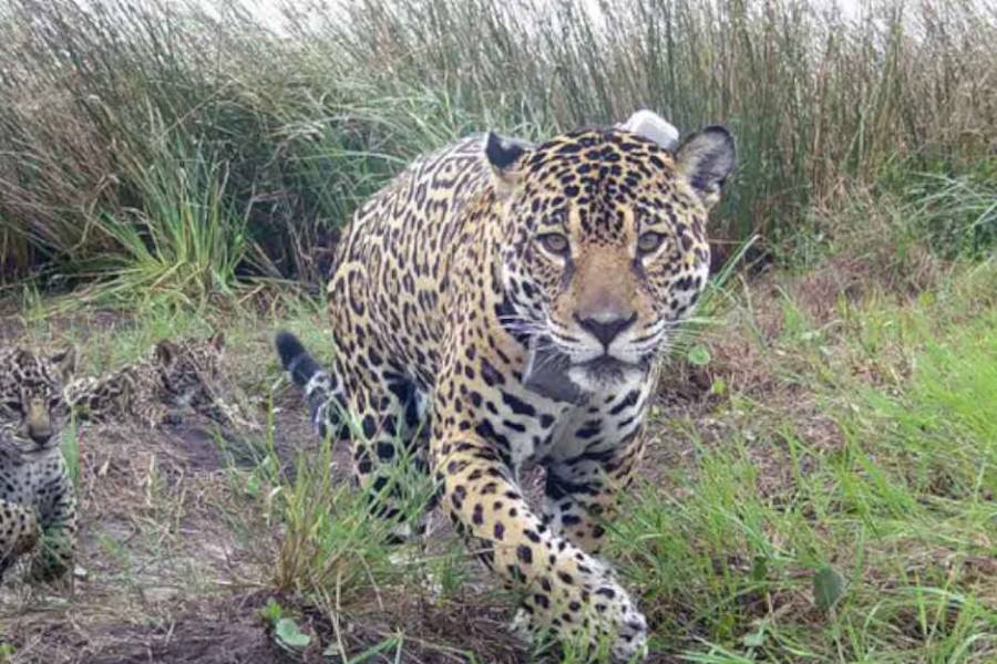 El regreso del yaguareté: cuantos ejemplares de esta especie quedan en Argentina
