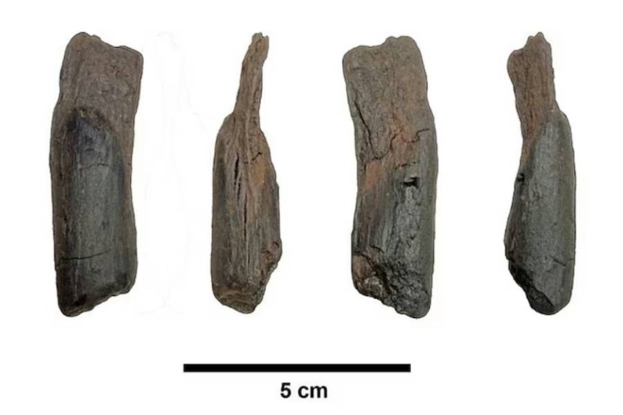 Descubren en Grecia las herramientas de madera más antiguas del mundo: fueron utilizadas por los humanos hace 430.000 años