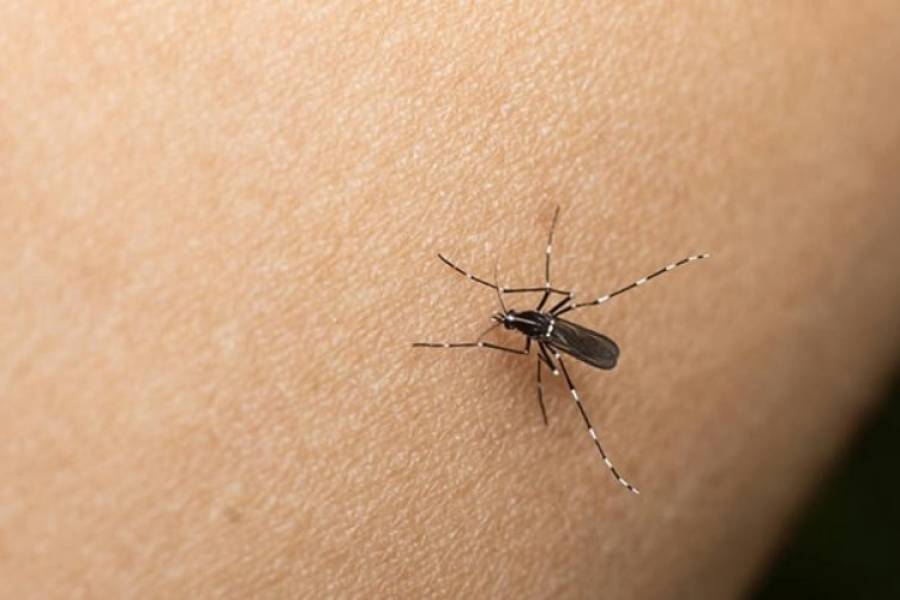 Alerta epidemiológica ante el aumento de casos de dengue