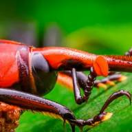 Declararon la emergencia fitosanitaria por el Picudo Rojo de las Palmeras: qué es y qué hace