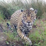 La millonaria suma que deberá pagar un grupo de cazadores por matar un yaguareté