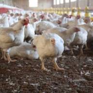 Refuerzan la vigilancia epidemiológica ante nuevos casos de gripe aviar