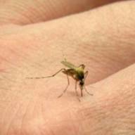 Se registraron 47 nuevos casos de fiebre chikungunya