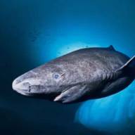 Desafía al tiempo: descubren un tiburón que nacido en 1627 y tendría casi 400 años