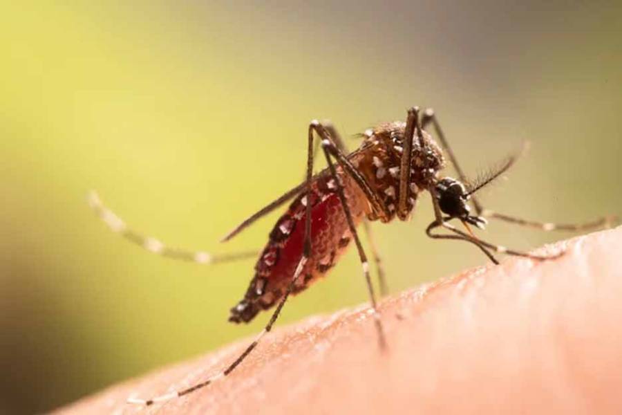 Cuando llega el frío, los mosquitos desaparecen: qué ocurre realmente con ellos