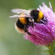 Abejas inteligentes: revelan que aprendieron a evitar el polen contaminado con agroquímicos