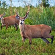 El ciervo de los pantanos dejó de ser una especie vulnerable en Argentina