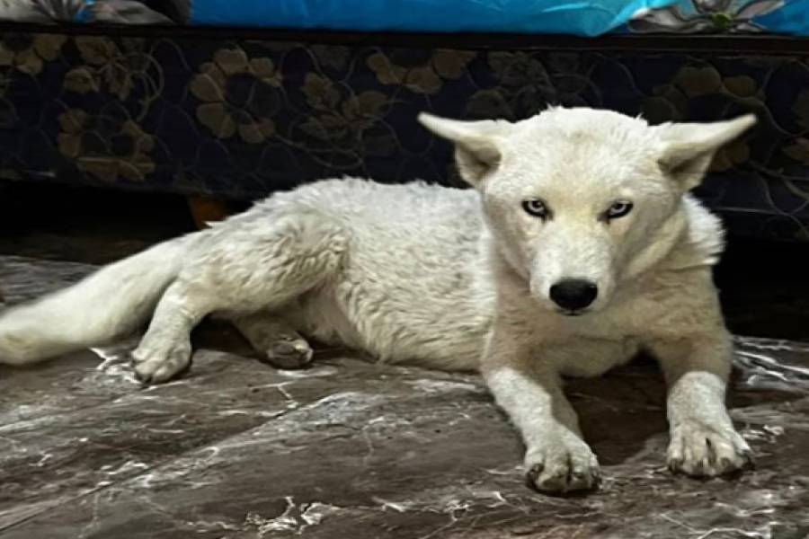 Insólito: allanaron a una dealer paraguaya en Florencio Varela y le encontraron un lobo blanco