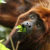 Misiones traerá monos carayá rojo desde Brasil: cómo es el protocolo sanitario