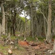 Un proyecto de ley fija nuevas sanciones por destruir bosques nativos: hasta 10 años de prisión
