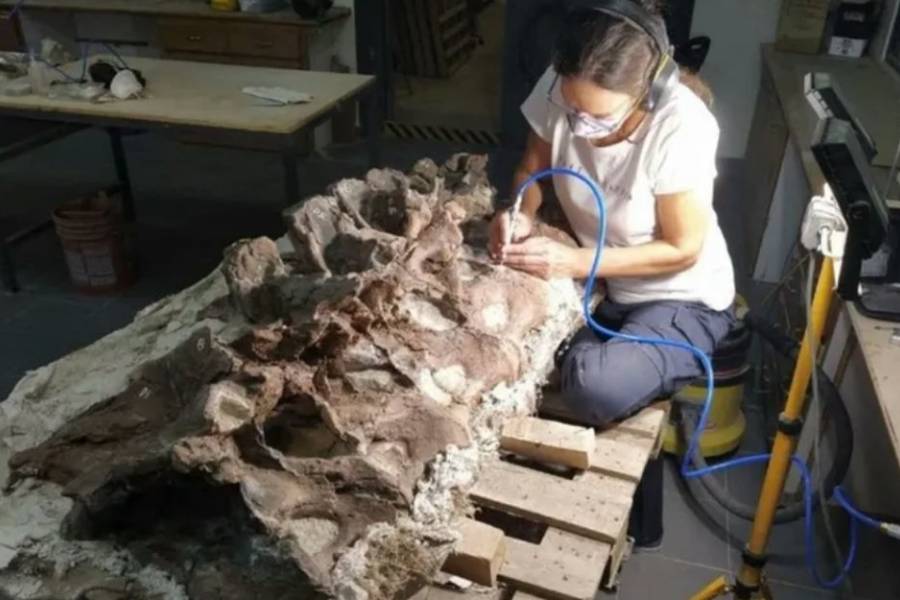 Hallazgo histórico en Chubut: descubren al Bicharracosaurus, un dinosaurio de 160 millones de años