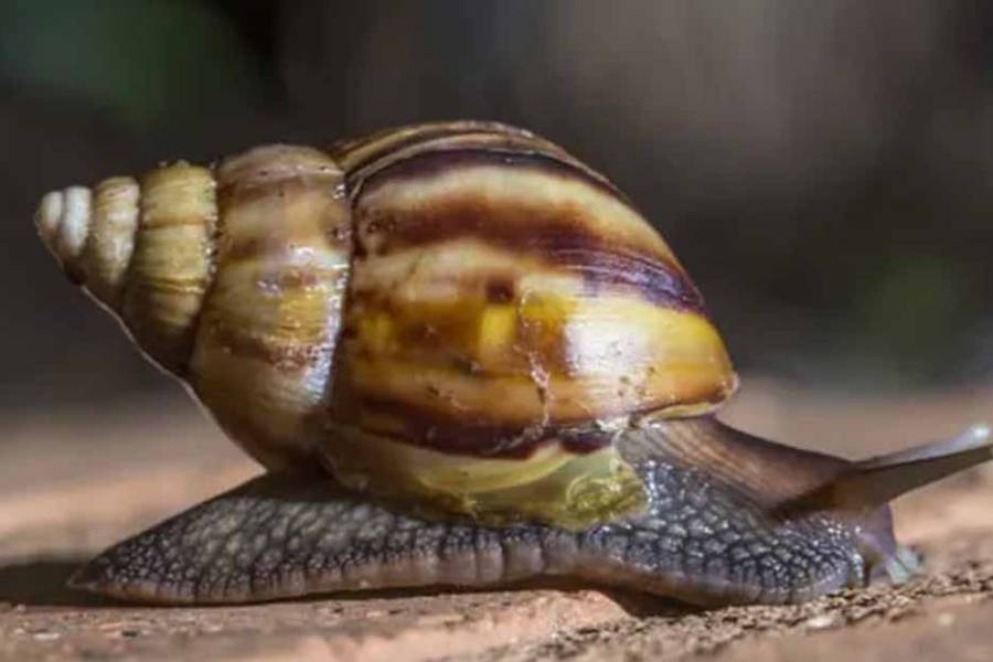 Alerta por una posible plaga del caracol gigante