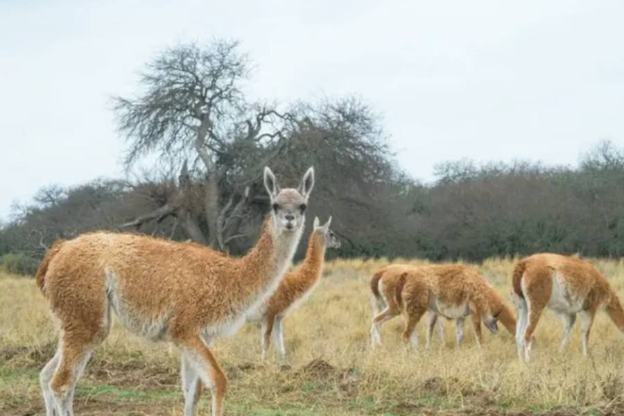 Proponen habilitar la carne de guanaco en todo el país como alternativa de consumo